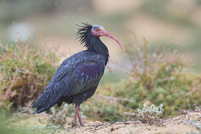 Northern bald ibis in Morocco