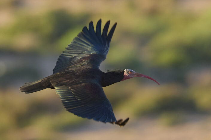 Flying northern bald ibis in Morocco