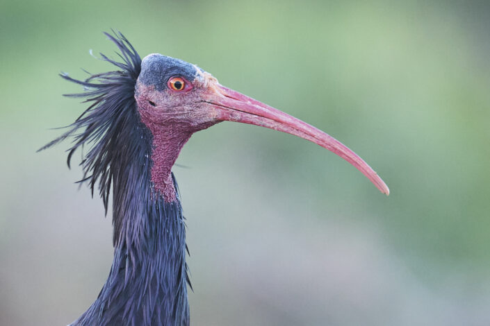 Northern bald ibis portrait in Morocco