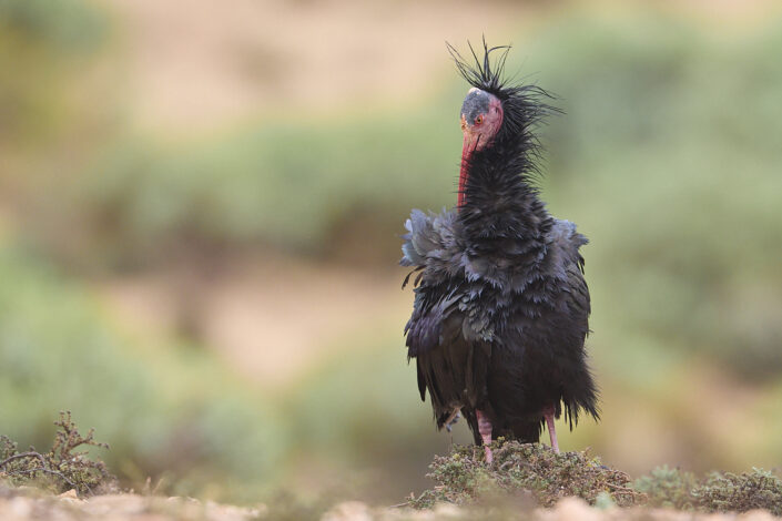 Northern bald ibis preening