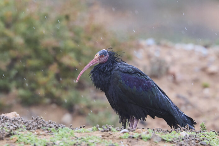 Northern bald ibis in rain in Morocco