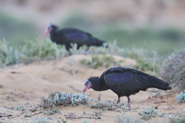 Northern bald ibis searching for food