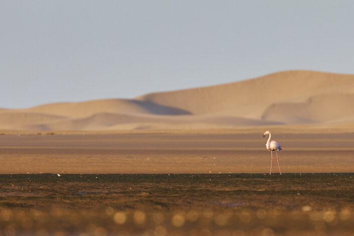 Flamingo in the Sahara Desert