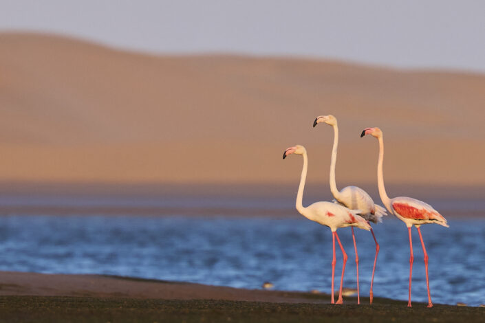 Flamingos in the Sahara Desert in Morocco