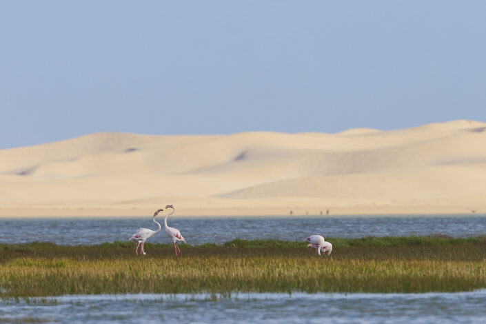 Fighting flamingos in the Sahara Desert in Morocco