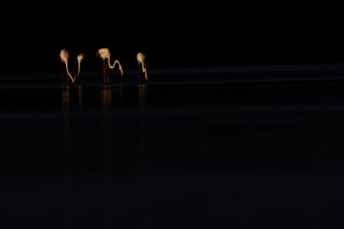 Flamingos low light photo