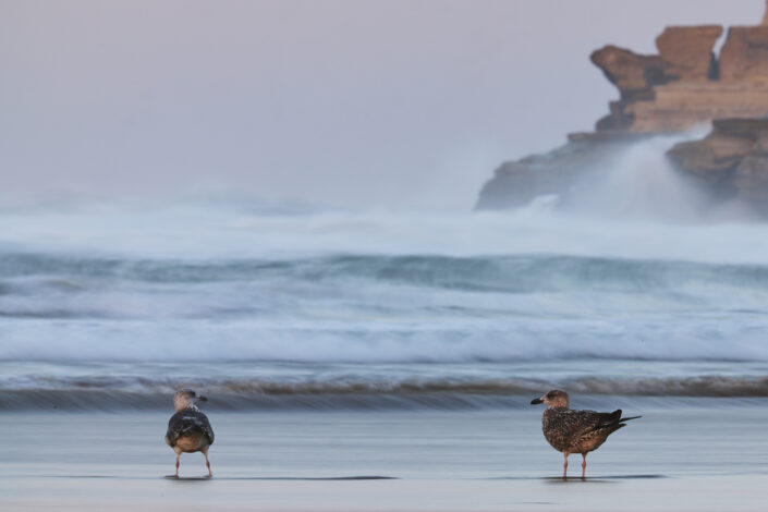 Lesser black-backed gull in Morocco