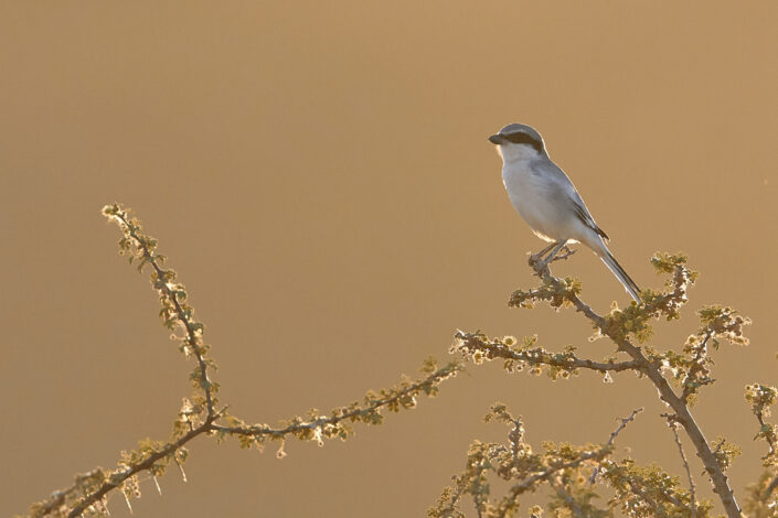 Great grey shrike in the Sahara Desert