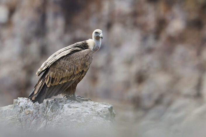 Griffon vulture in Monfragüe Nationalpark in Extremadura