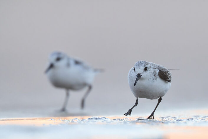 Sanderling at a beach in Morocco