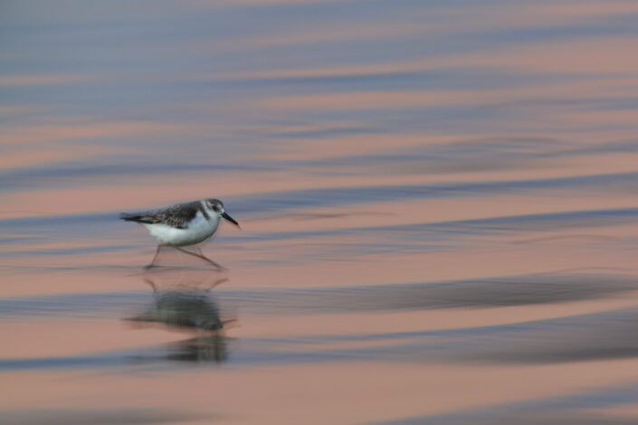 Panning shot of a sanerling in Morocco