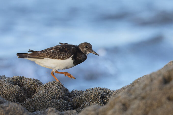 Ruddy turnstone in Morocco