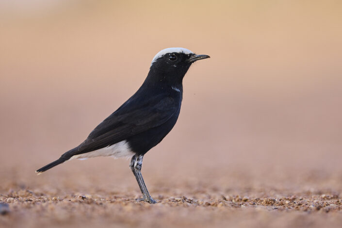 White-crowned wheatear in the Sahara Desert