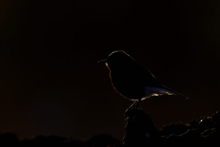 backlight photo of a white-crowned wheatear in the Sahara Desert