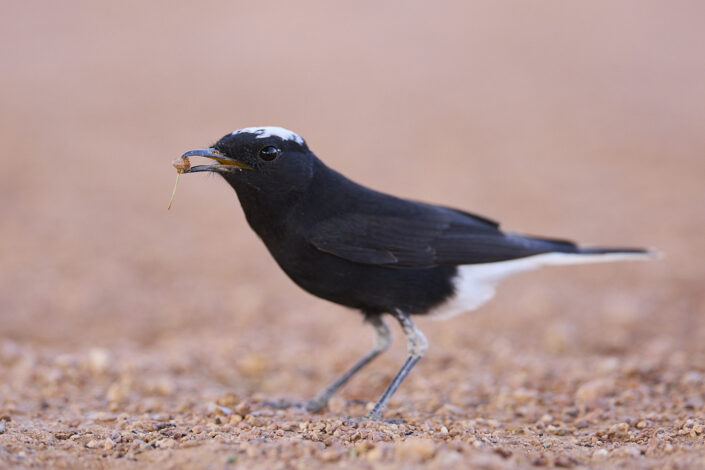 White-crowned wheatear in the Sahara Desert