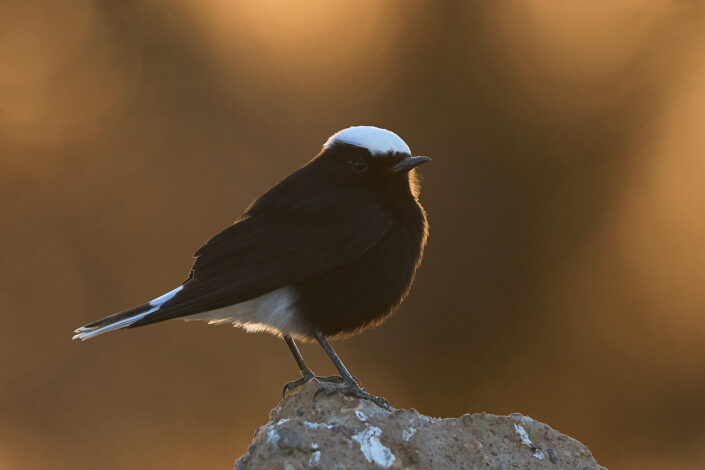 White-crowned wheatear in the Sahara Desert