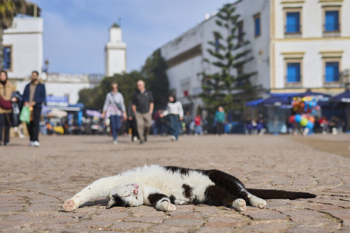 Schlafende Katze in Essaouira