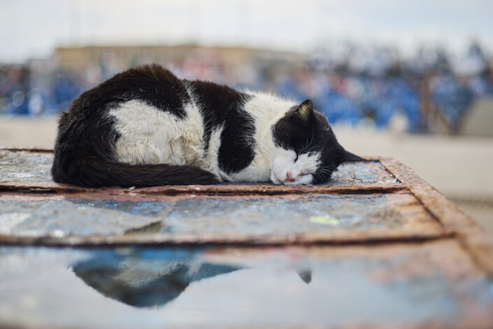 Schlafende Katze in Essaouira