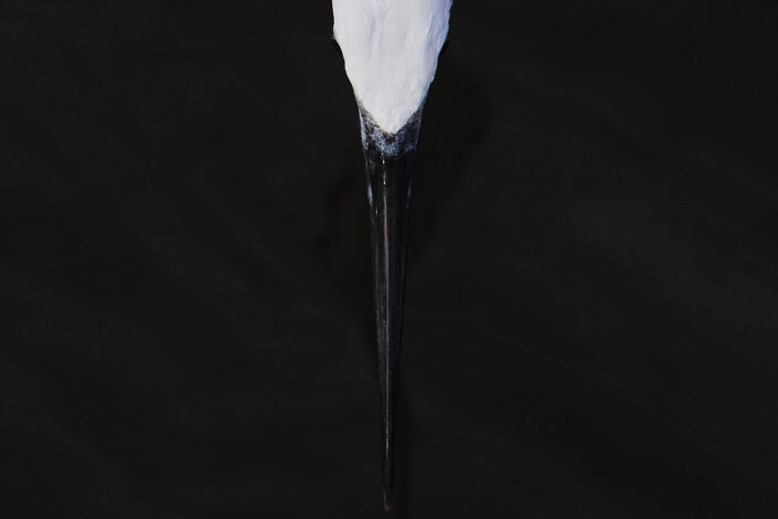 Abstract portrait of a little egret