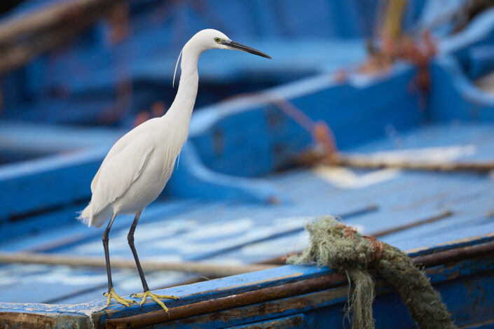 Little egret in Essaouira