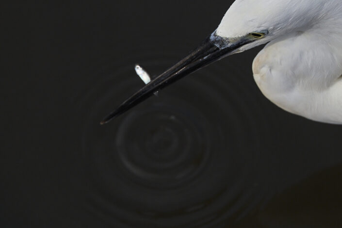 Seidenreiher mit Beute in Marokko