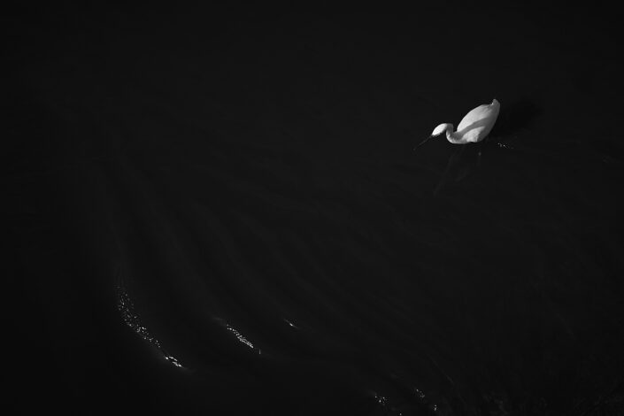 Schwarz-Weiss Aufnahme eines Seidenreihers